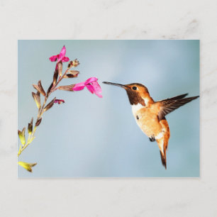 Hummingbird Wild in Nature Postcard