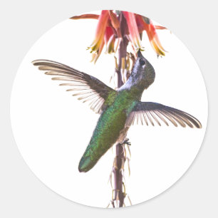 Hummingbird wings classic round sticker