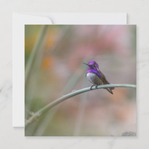 Hummingbird with beautiful purple feathers card