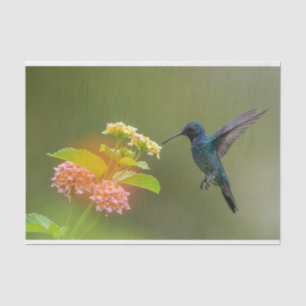 Hummingbird With Flowers Tissue Paper