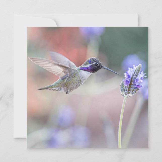 Hummingbird with Lavender I Thank You Card (Front)