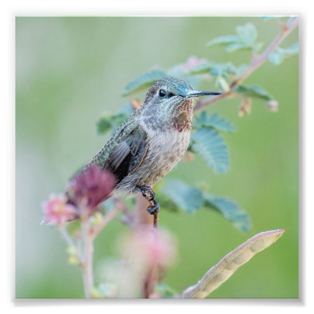Hummingbird with pink flower photo print (Front)
