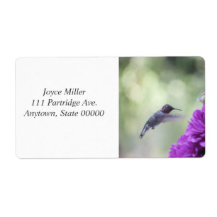 Hummingbird with purple dahlias