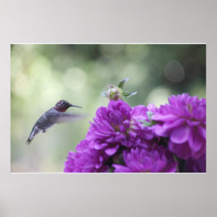 hummingbird with purple dahlias poster