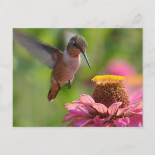 Hummingbird with Zinnias Postcard