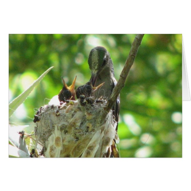 Hummingbirds (Front Horizontal)