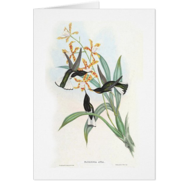 Hummingbirds (Front)