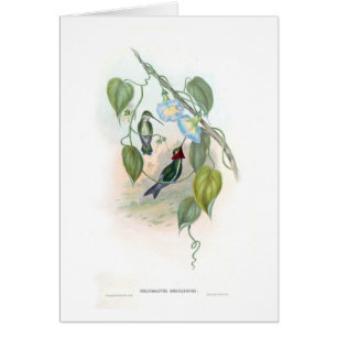 Hummingbirds