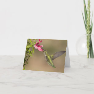 Hummingbirds 021 card