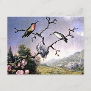 Hummingbirds and Apple Blossoms Postcard