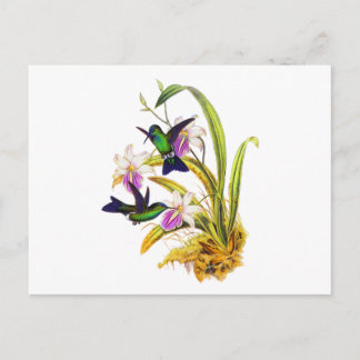 Hummingbirds and Purple Orchids Postcard