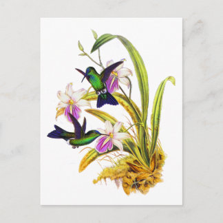 Hummingbirds and Purple Orchids Postcard