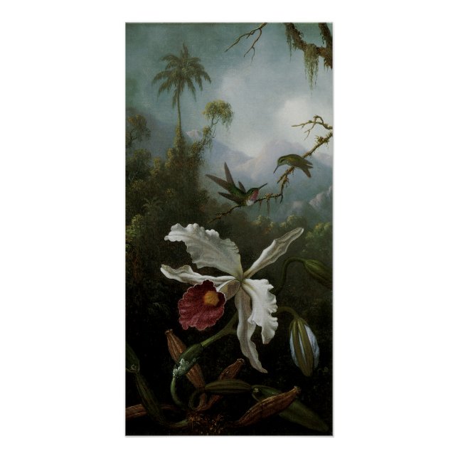Hummingbirds and White Orchid by Martin J. Heade Poster (Front)