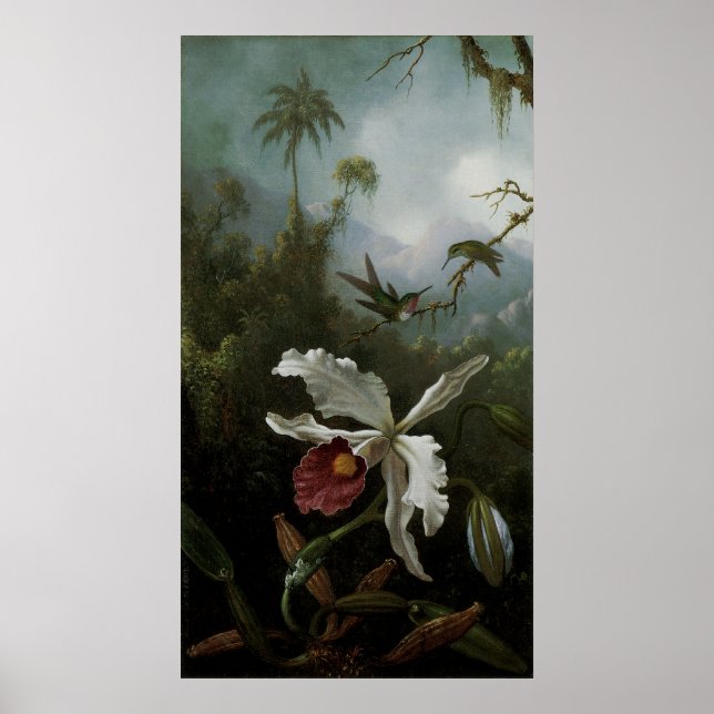Hummingbirds and White Orchid by Martin J. Heade Poster (Front)