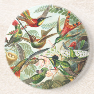 Hummingbirds by Ernst Haeckel Coaster