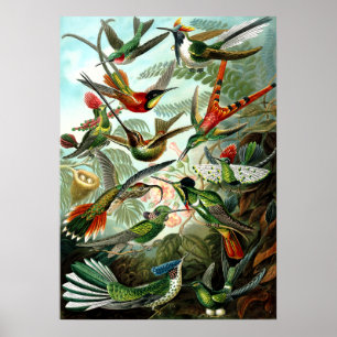 Hummingbirds by Ernst Haeckel Poster