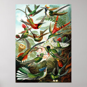 Hummingbirds by Ernst Haeckel Poster