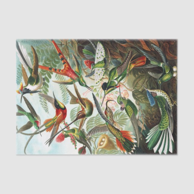 Hummingbirds by Ernst Haeckel  Tissue Paper (Front)