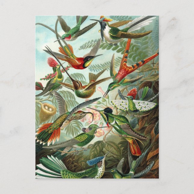 Hummingbirds by Ernst Haeckel, Vintage Birds Trees Postcard (Front)