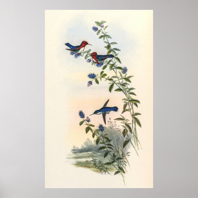 Hummingbirds by John Gould Poster (Front)