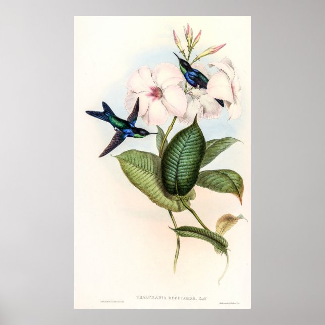 Hummingbirds by John Gould Poster (Front)