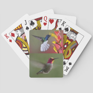 Hummingbirds deck of cards