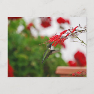 Hummingbird's Food Postcard