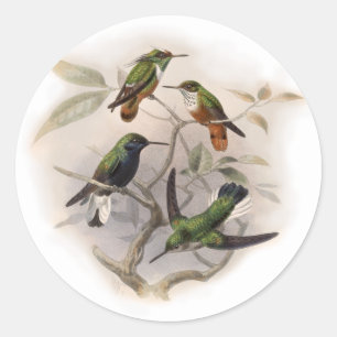 Hummingbirds in Flight Classic Round Sticker
