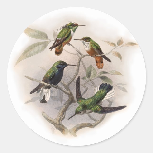 Hummingbirds  in Flight Classic Round Sticker (Front)