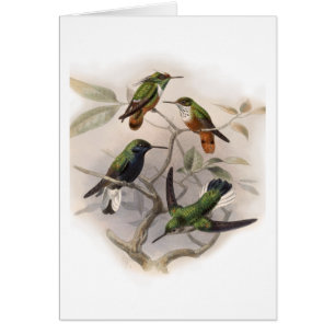 Hummingbirds In Flight - Customised