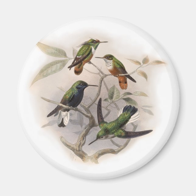 Hummingbirds  in Flight Magnet (Front)