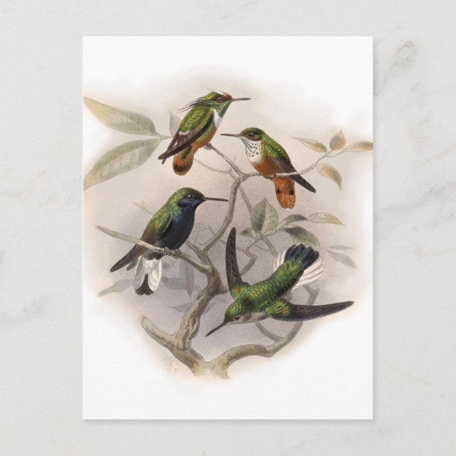 Hummingbirds In Flight Postcard (Front)