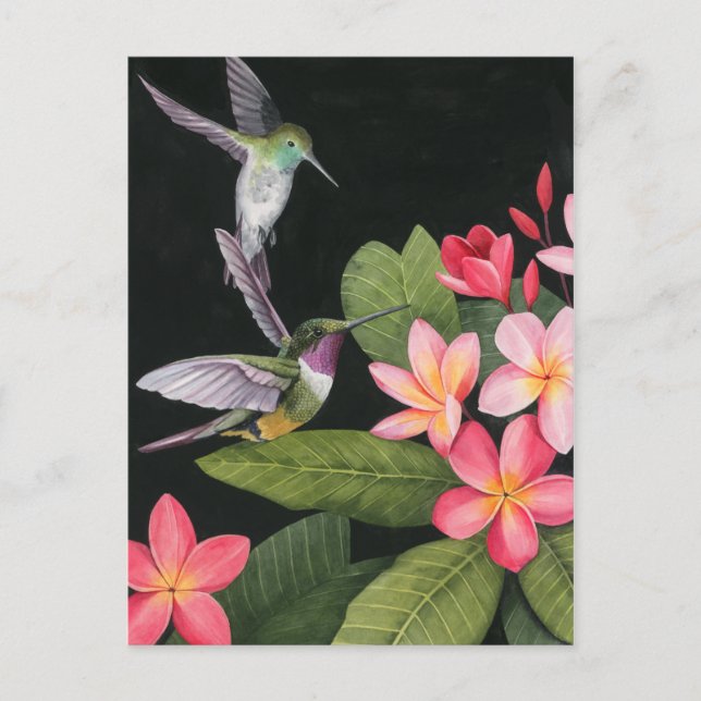 Hummingbirds In the Plumeria Postcard (Front)