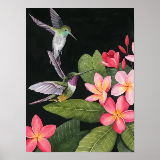 Hummingbirds In the Plumeria Poster (Front)