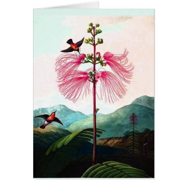 Hummingbirds mimosa tree flower bird vintage (Front)