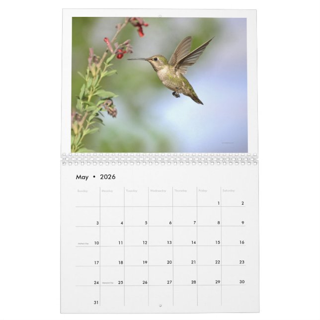 Hummingbirds of California 2024 Calendar (May 2026)