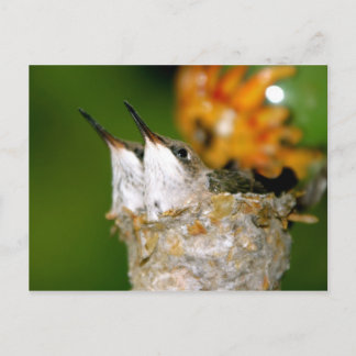 Hummingbirds Postcard