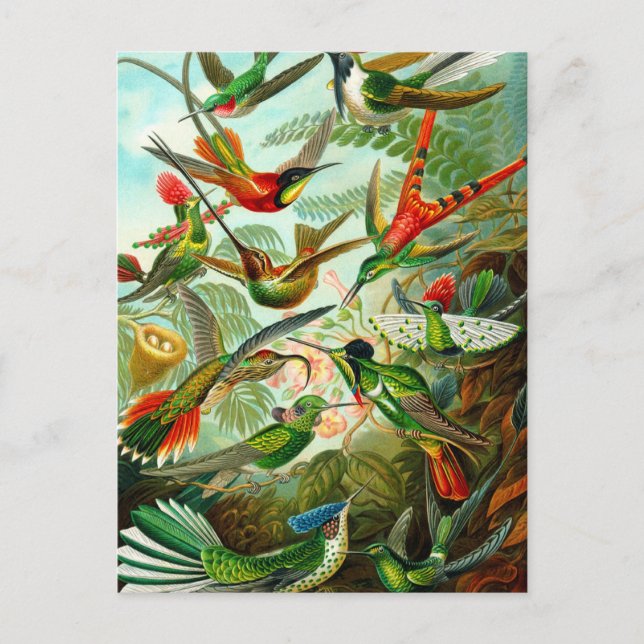 Hummingbirds Postcard (Front)