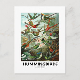 Hummingbirds Postcard