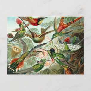 Hummingbirds Postcard