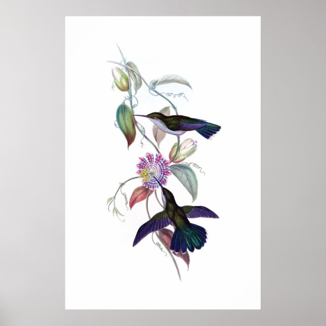 Hummingbirds poster (Front)