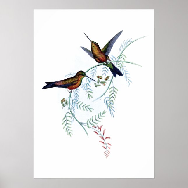 Hummingbirds poster (Front)