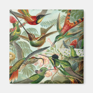 Hummingbirds Square Magnet