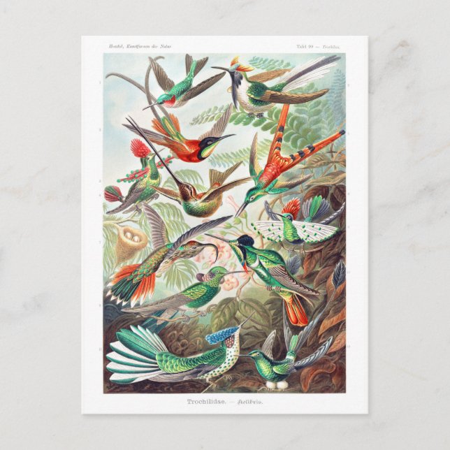 Hummingbirds Trochilidae Kolibris by Ernst Haeckel Postcard (Front)