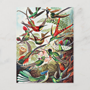 Hummingbirds, vintage illustration postcard