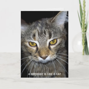 humorous cat birthday card