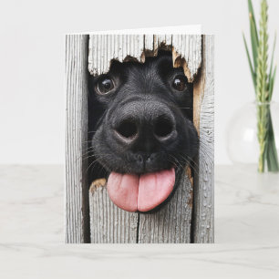 Humourous Birthday Dog Nose Card