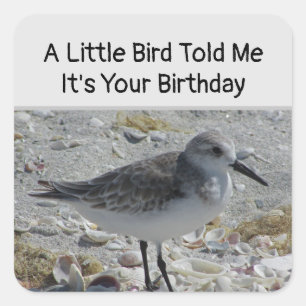 Humourous Birthday Wishes Little Bird Envelope Sea Square Sticker