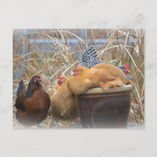 Humourous Chicken Postcard