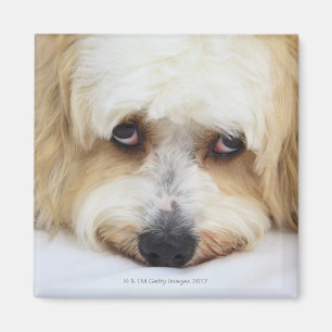 humourous close-up of bichon frise dog magnet